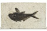 Fossil Fish (Diplomystus) - Top Quality Specimen #222873-1